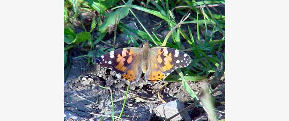 Schmetterling Distelfalter bei Riedenburg im Altmühltal