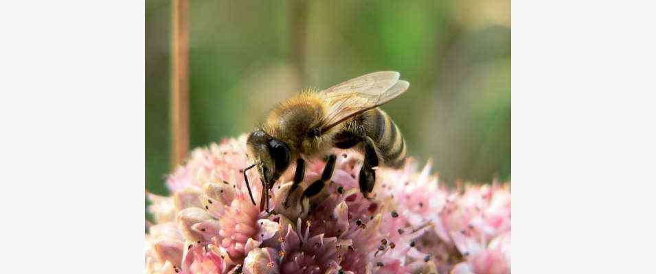 Biene auf Blume in Essing