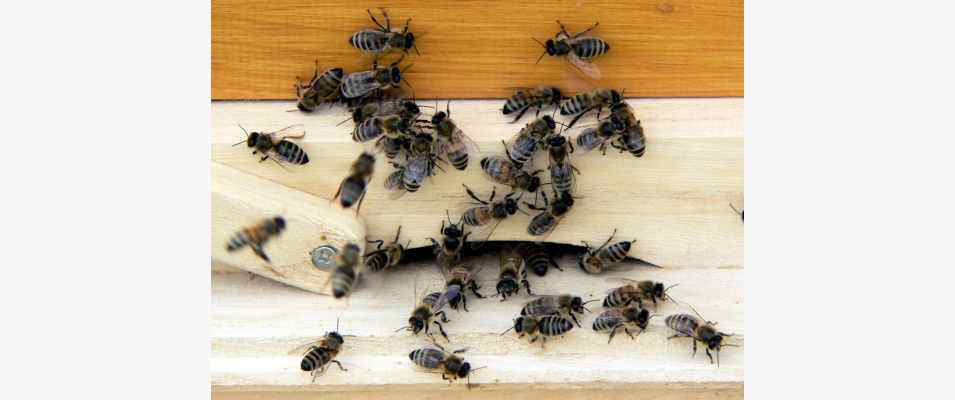 Bienen vor Bienenstock in Beilngries