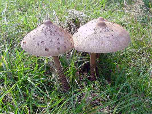 Pilzart Parasol im Altmühltal