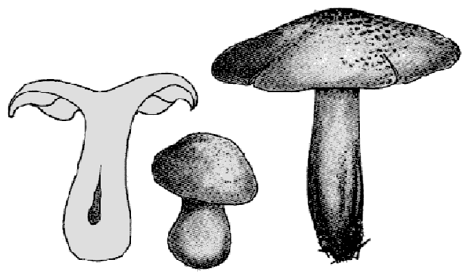 Pilz Ritterling im Altmühltal