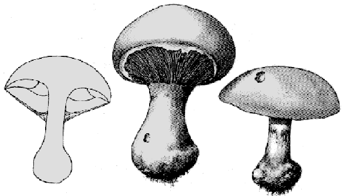 Pilzart Rötling im Altmühltal