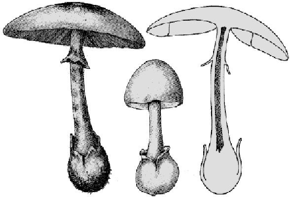 Pilzart Wulstlinge im Altmühltal