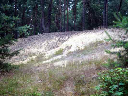 Sanddüne im Seeholz bei Abensberg im Hopfenland Hallertau
