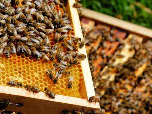 Bienen-Schöpfungsweg in Eichstätt im Altmühltal