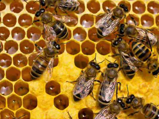 Busy Bee am Bienen-Schöpfungsweg in Eichstätt im Altmühltal