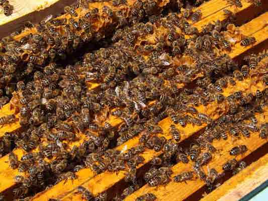 Bienen und Honig am Bienen-Schöpfungsweg in Eichstätt im Altmühltal