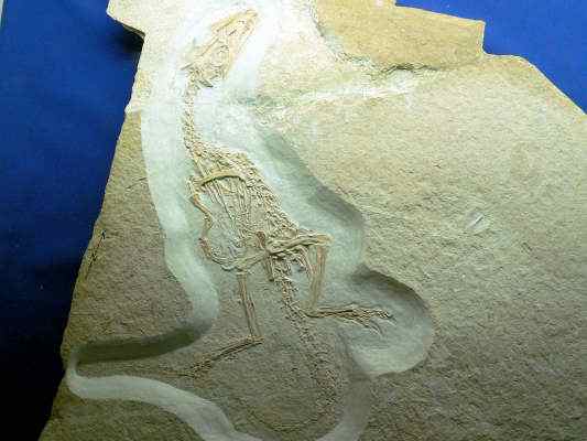 fleischfressende Dinosaurier Juravenator starki im Juramuseum in Eichstätt