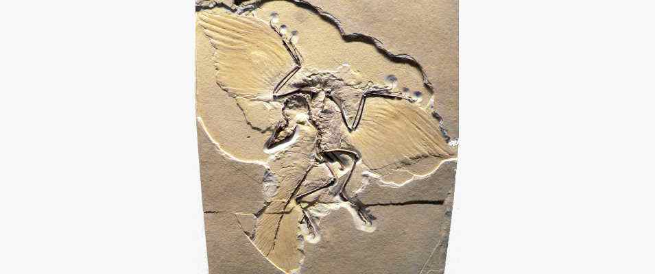 Berliner Exemplar des Urvogels im Fossilien-Museum in Gunzenhausen