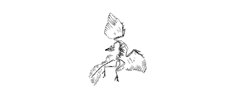 Urvogels Archaeopteryx