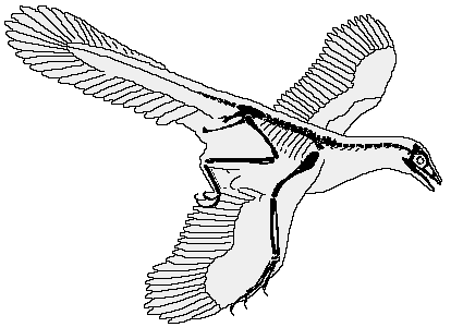 Archaeopteryx aus Riedenburg im Altmühltal