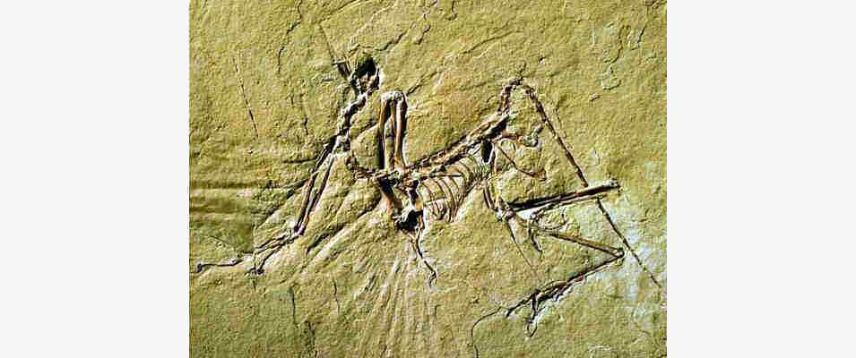 Urvogel Archaeopteryx